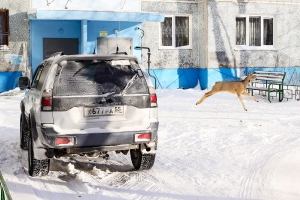 ЧП с косулями в Омске: попадают под машины, застревают в заборах и становятся жертвами собак. Что делать и куда звонить?
