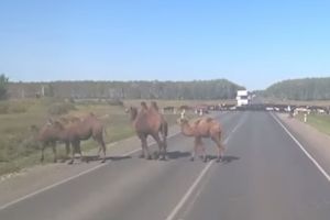 Караван верблюдов перегородил трассу смерти Тюмень-Омск