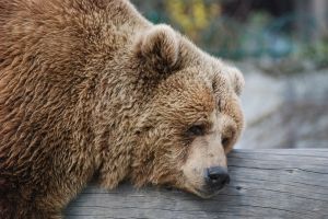 Брошенная в Омске медведица Маша нашла хозяина