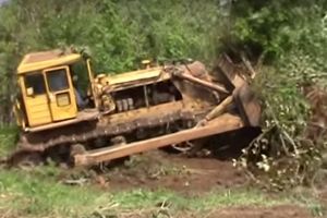 Жителю Омской области грозит 4 года тюрьмы за уничтожение 55 деревьев
