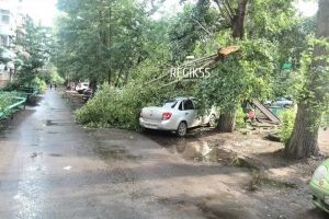 В Омске поваленные деревья раздавили три автомобиля