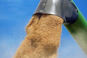 25 омских сельхозпроизводителей будут поставлять пшеницу в Китай
