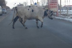 Омичей рассмешила корова-нарушительница на Красноярском тракте