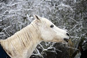 В Омске могут запретить катания на лошадях