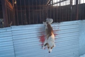 За мучение собаки сторож «Спецавтохозяйства» наказан выговором