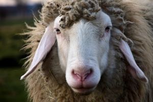 В Омской области обнаружили бешеную овцу