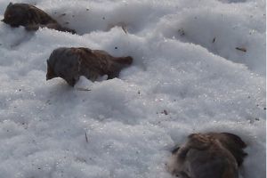 Соцсети: в Советском парке Омска — массовая гибель птиц