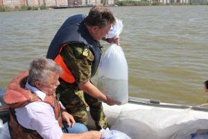В Омской области выпустили в Иртыш 21 тысячу стерлядок