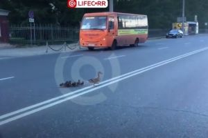 В Омске добрые водители пропустили семейство уточек через дорогу