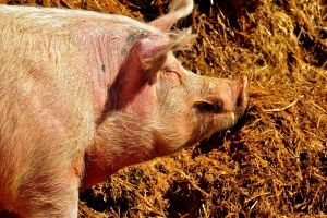 В Омской области предстоит уничтожить около 2000 свиней