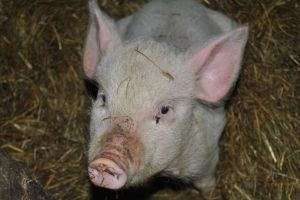 В фермерском хозяйстве бывшего начальника омского УМВД Камерцеля обнаружили африканскую чуму свиней