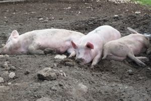 Омские фермеры продавали свинину с вирусом африканской чумы