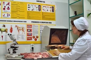 Африканская чума свиней продолжает распространяться по Омской области