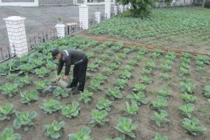 Зима близко: омские заключенные готовят для сокамерников 80 тонн капусты