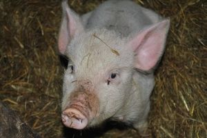 В поселке Ачаирский Омского района начали сжигать свиней
