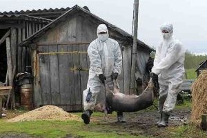 В Омской области под угрозой заражения африканской чумой могут быть более 200 тысяч свиней