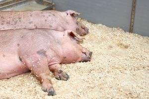 В Омской области выявили еще два очага африканской чумы свиней
