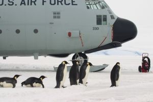 Омичи покупают туры даже в Антарктиду