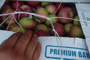 В Омск не пустили грузовик с яблоками из Казахстана