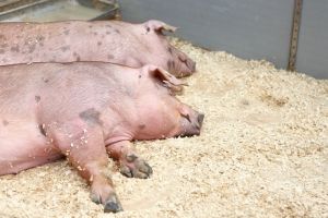 В Омской области за убитых свиней выплатили еще 6,6 млн рублей