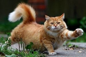 В Омске кот помог задержать укравшего ружье рецидивиста