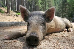 Первым чумным свиньям в Омской области поставили неправильный диагноз