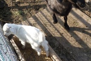 В Большереченском зоопарке черная коза родила белого детеныша