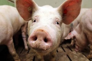 Омские рынки несут огромные убытки из-за отказа омичей покупать свинину