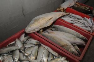 Крутинский рыбозавод будет перерабатывать до 1000 тонн омской рыбы в год