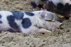 В омских колониях до 1 октября забьют всех свиней