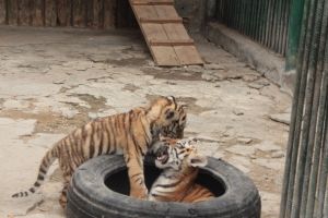 Омские тигрята переедут в зоопарк Нефтеюганского района