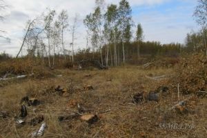 В Омской области черный лесоруб спилил 70 берез
