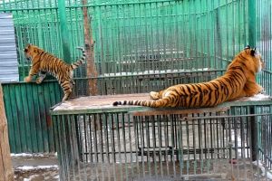 Пятимесячный тигренок в Большереченском зоопарке ждет свою первую зиму