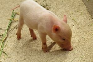 Африканская чума свиней покинула Омскую область 