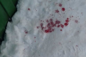 Капли крови на снегу привели омских полицейских к дому вора