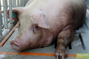 В Омской области частники стали держать меньше свиней и крупного рогатого скота