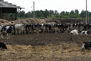 В Исилькульском районе Омской области сразу на нескольких фермах у коров выявили смертельное заболевание