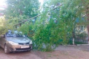 В Омске под рухнувшими деревьями оказались два автомобиля