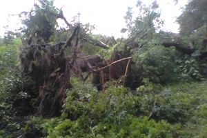 Омск ураганный: вырванные с корнем деревья завалили машины и улицы 
