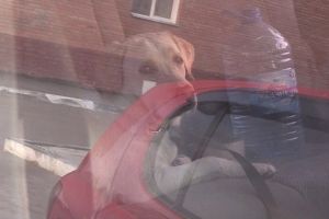 В Омске разыскивают мужчину, который уже месяц держит лабрадора запертым в машине