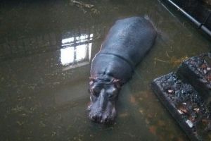 В минкультуры опровергли слухи о том, что животные в Большереченском зоопарке страдают