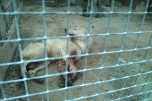 Омичей напугали истощенные животные в Большереченском зоопарке