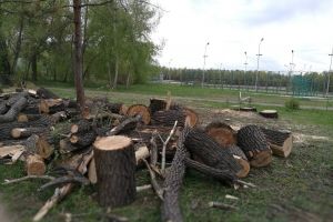 Омичи возмущены вырубкой деревьев на Зеленом острове