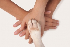 В Омске догхантеры отравили собаку, которая помогала лечить детей
