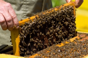 Пчелы из Киргизии не сумели попасть в Омскую область