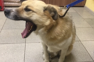 Омские волонтеры нашли бездомному псу хозяев в США