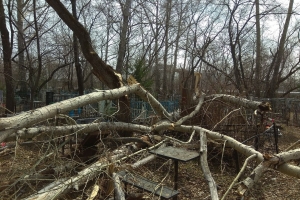 В Омске на Ново-Восточном кладбище упавшие деревья повредили больше 10 могил (фото)