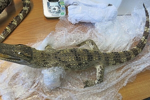 Два чучела крокодилов задержали омские таможенники в аэропорту
