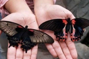 В Омске продается ферма по выращиванию тропических бабочек