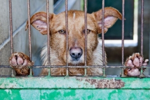 Омская мэрия нашла четверть миллиона рублей на новые вольеры для бродячих собак